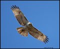 _B213634 red-tailed hawk